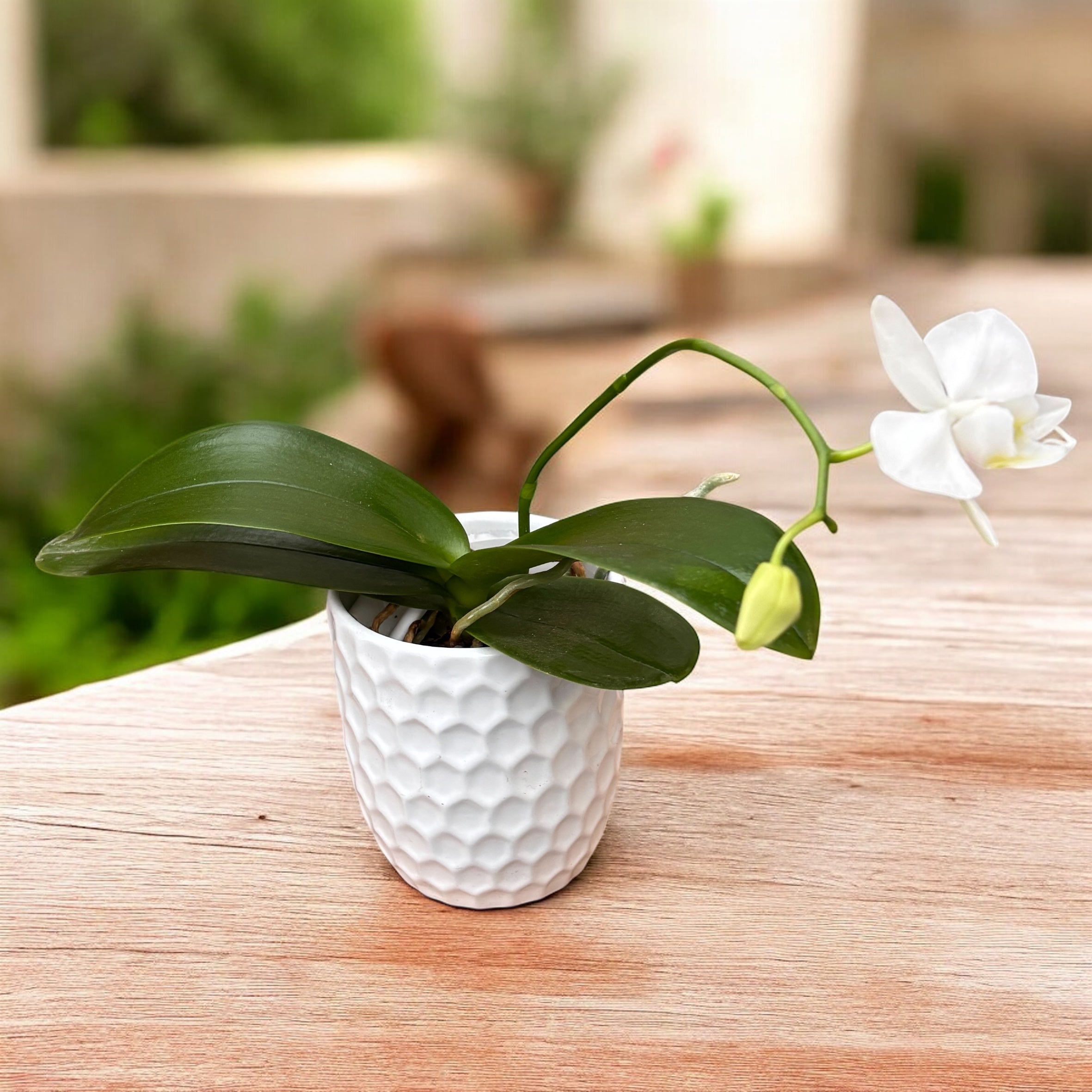 Phalaenopsis amabilis