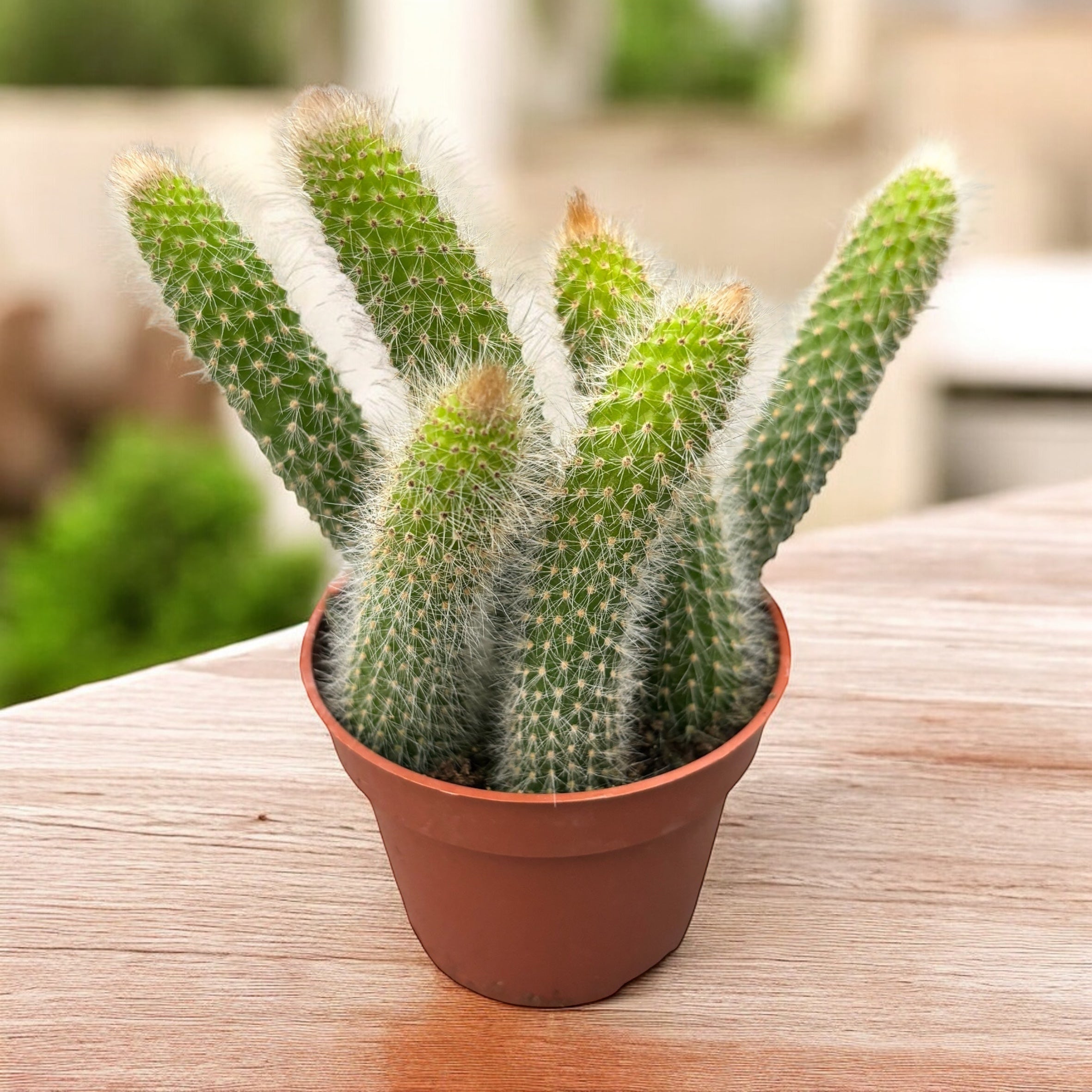 ceratostema doucettei 2 大株 Hildewinteria colademononis (Cactus Queue de Singe) D9 – Secret