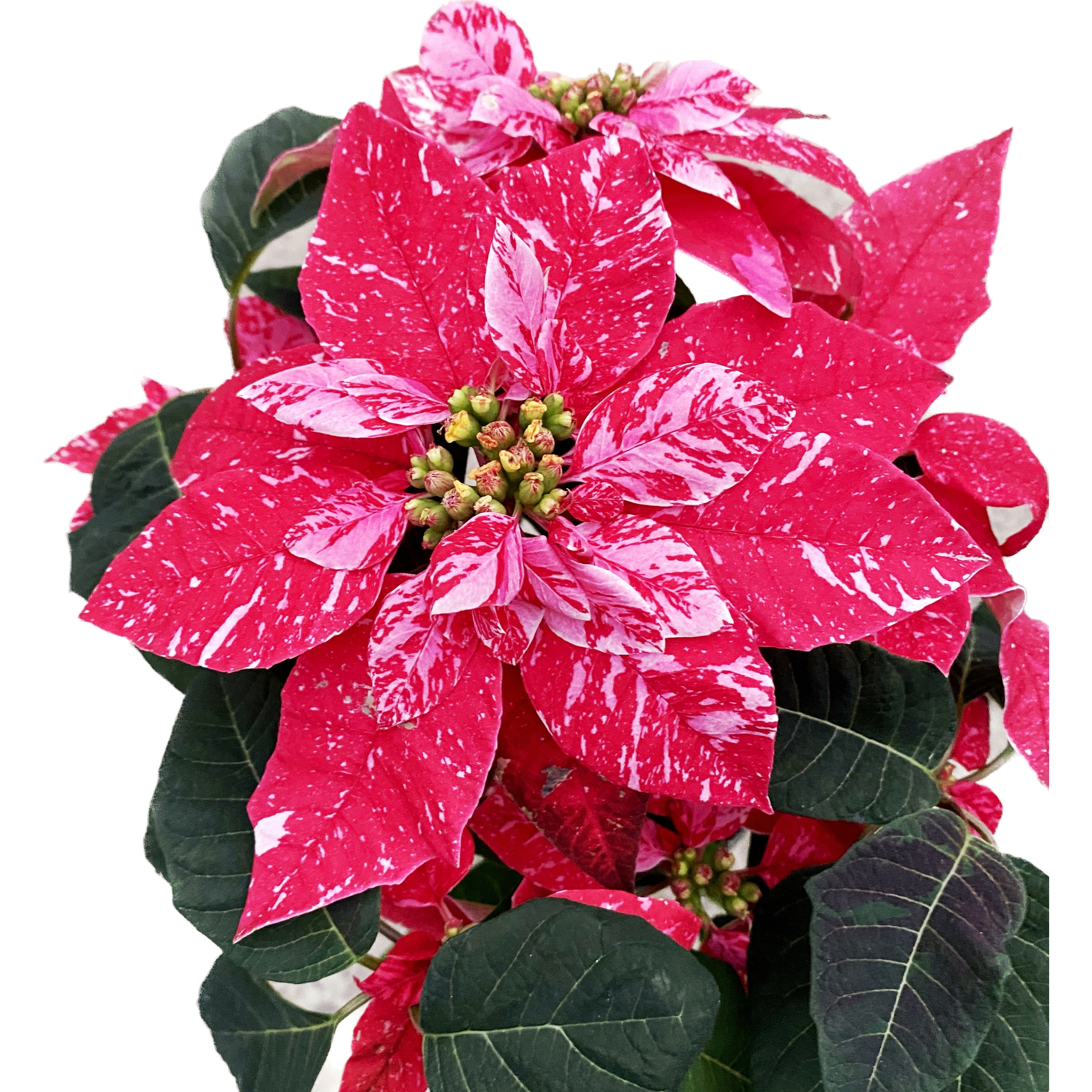 Euphorbia pulcherrima 'Princettia Hot Pink Glitter'