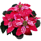 Euphorbia pulcherrima 'Princettia Hot Pink Glitter'