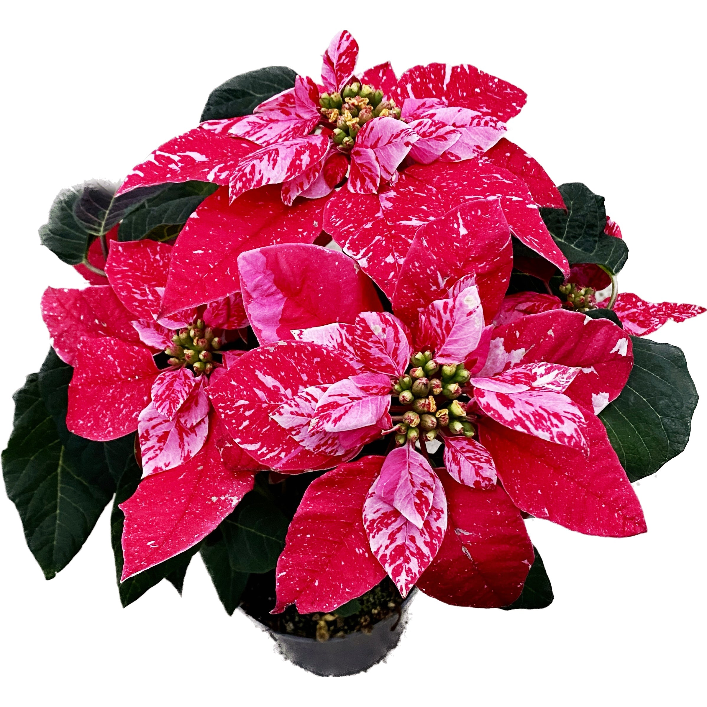 Euphorbia pulcherrima 'Princettia Hot Pink Glitter'