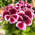 Pelargonium Grandiflorum 'Elegance Imperial’ (muscate englezesti)