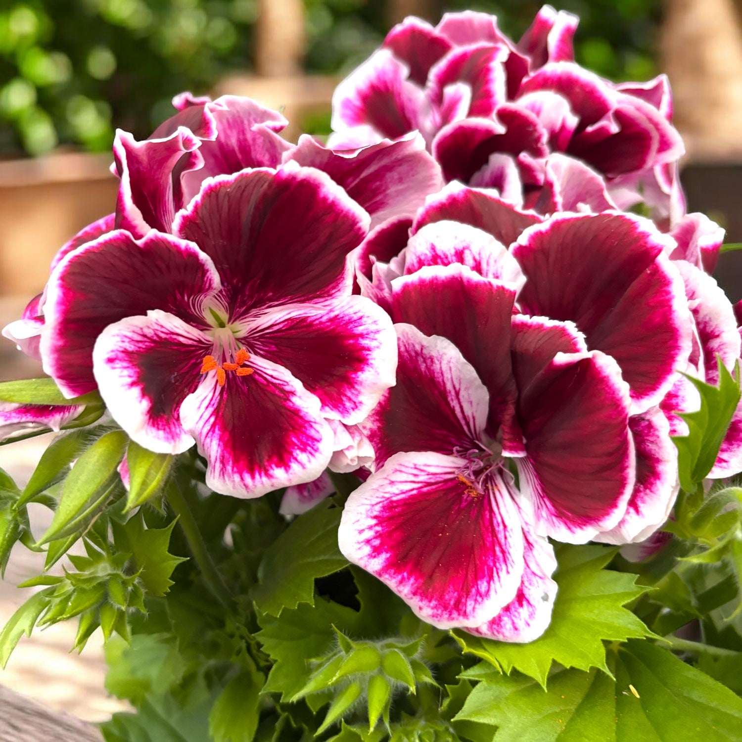 Pelargonium Grandiflorum 'Elegance Imperial’ (muscate englezesti)