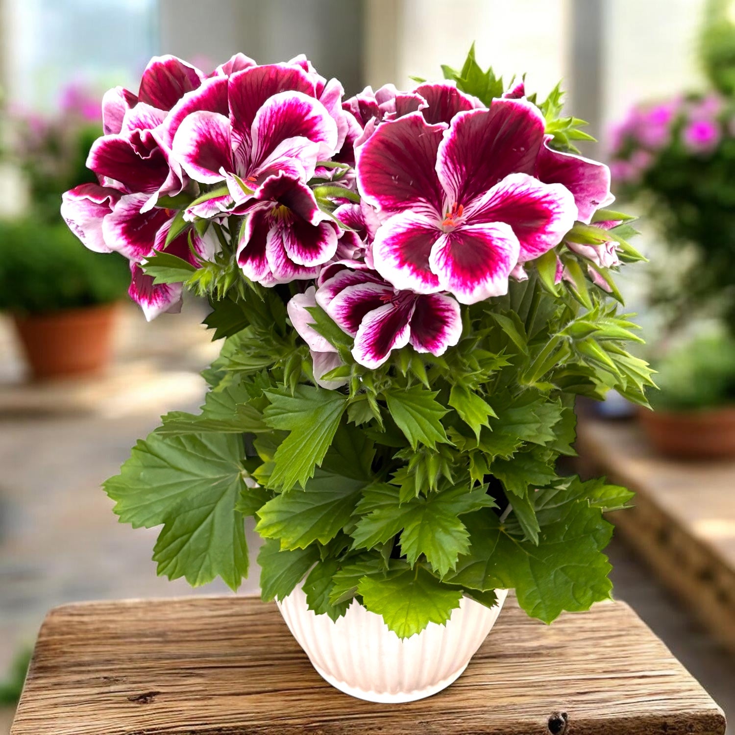 Pelargonium Grandiflorum 'Elegance Imperial’ (muscate englezesti)