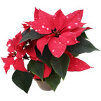 Euphorbia pulcherrima Skystar