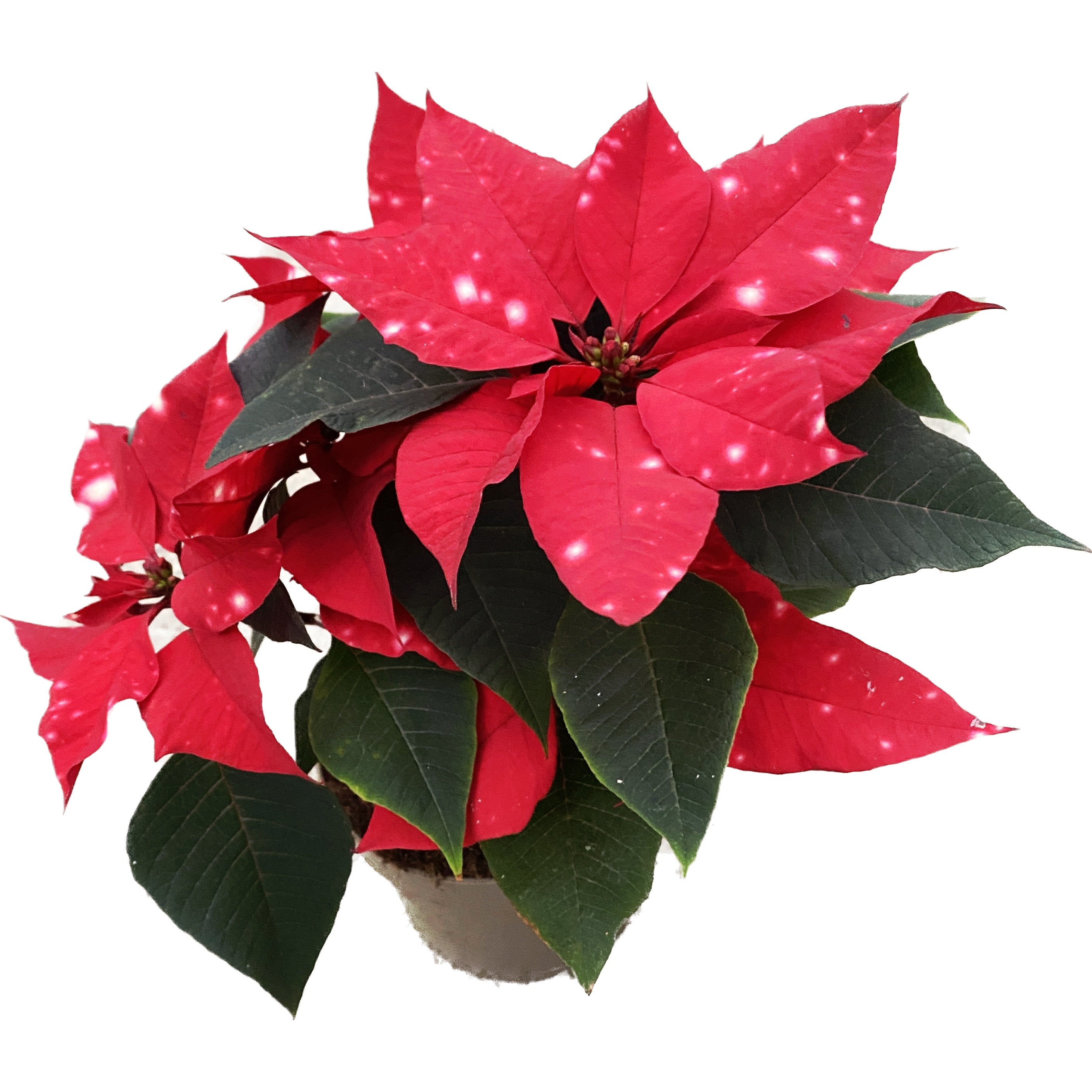 Euphorbia pulcherrima Skystar