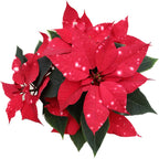 Euphorbia pulcherrima Skystar