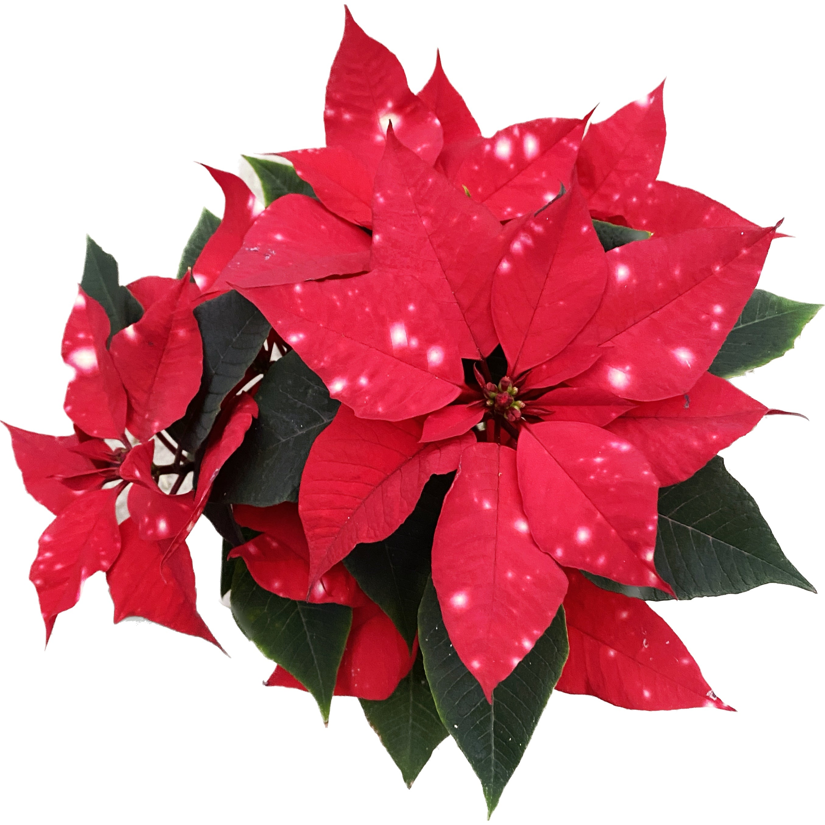 Euphorbia pulcherrima Skystar