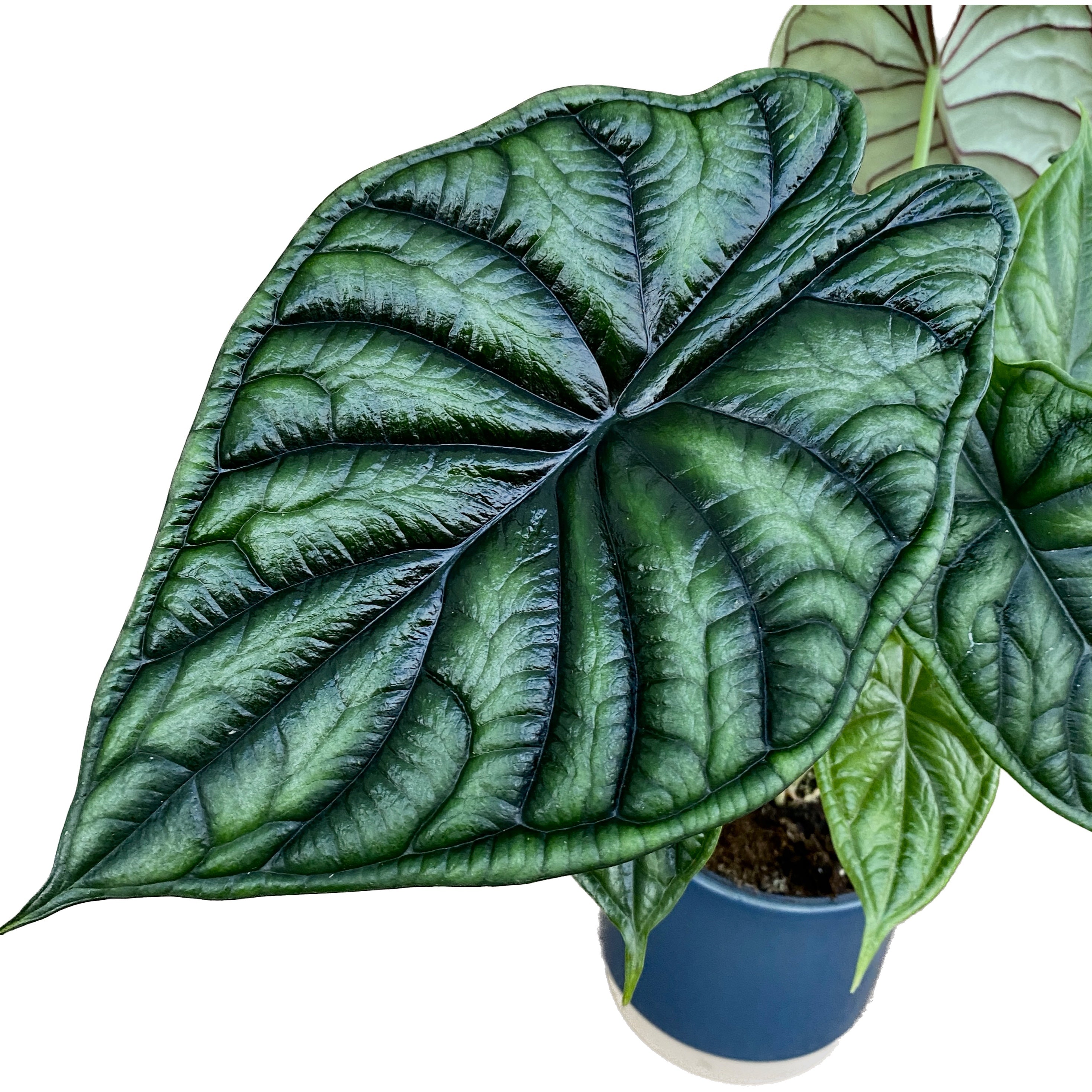 Alocasia baginda 'Dragon Scale' bush