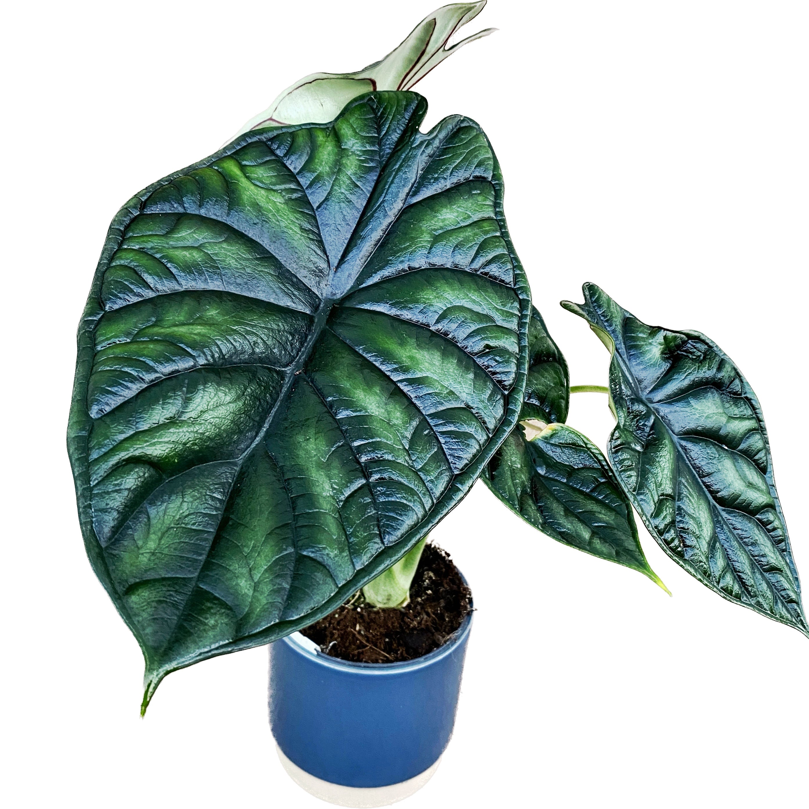 Alocasia baginda ‘Dragon Scale’ – frumusete mitica cu frunze ca solzii de dragon