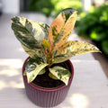 Ficus elastica 'Shivereana' ('Moonshine', 'Variegata') - stralucire unica si variegatie spectaculoasa