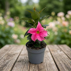Mandevilla (Dipladenia) 'Rio' ružová - voňavé ružové kvety