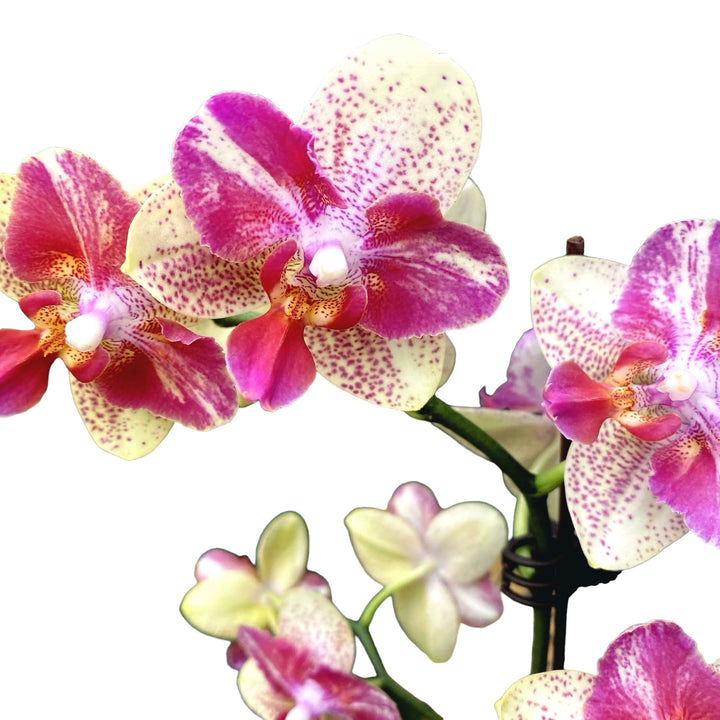 Phalaenopsis Chi-Yueh Kaleidoscope - pelorica