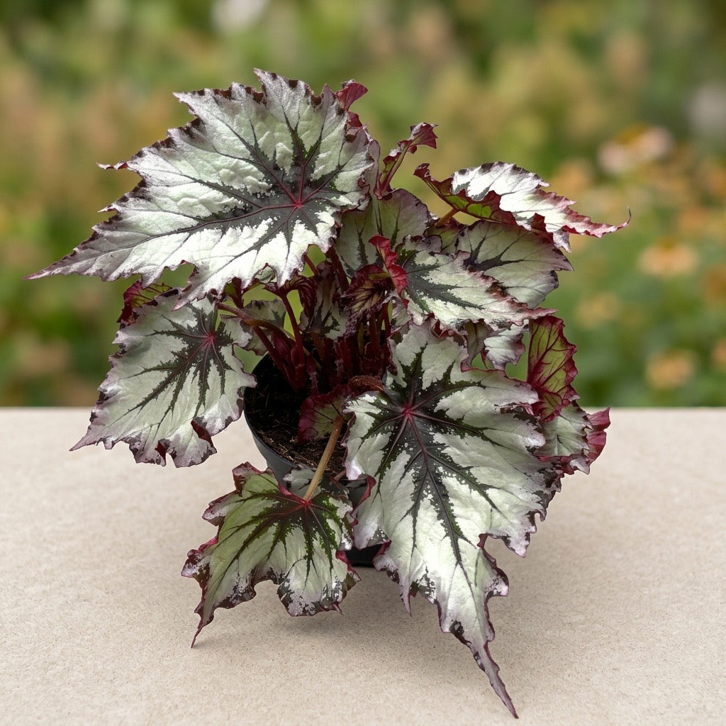 Begonia 'Jungle Wonders Nordic Glacier'