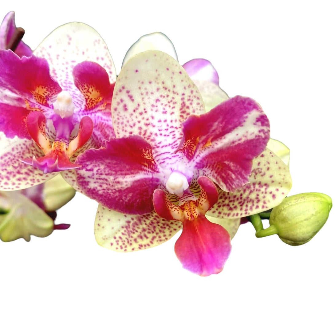 Phalaenopsis Chi-Yueh Kaleidoscope - pelorica