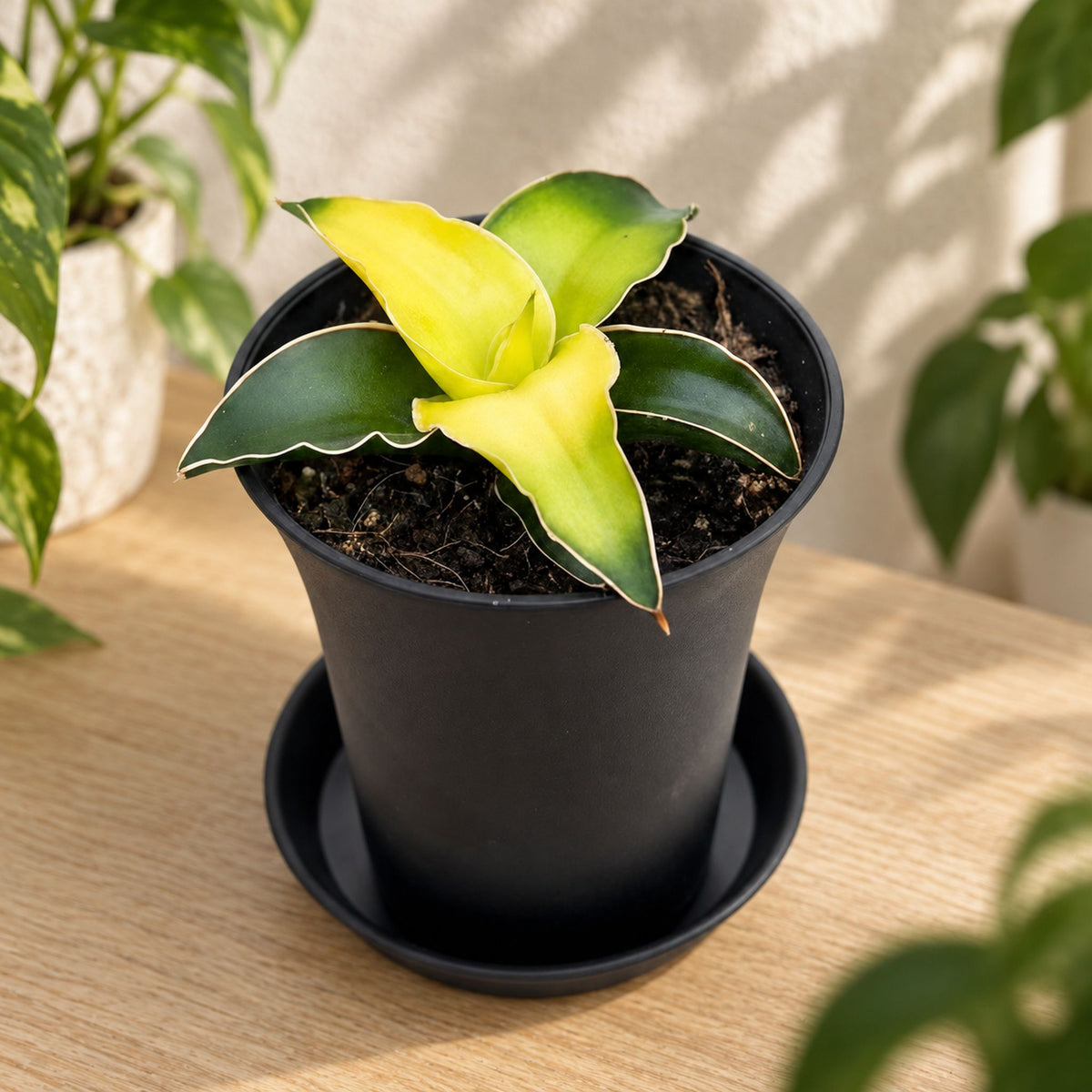 Sansevieria ‘Star Canary’ D7