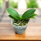 Phalaenopsis Liu's Triprince 'Splash' SM/TOGA *parfumata