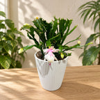 Schlumbergera 'Thor Wild Cactus White'