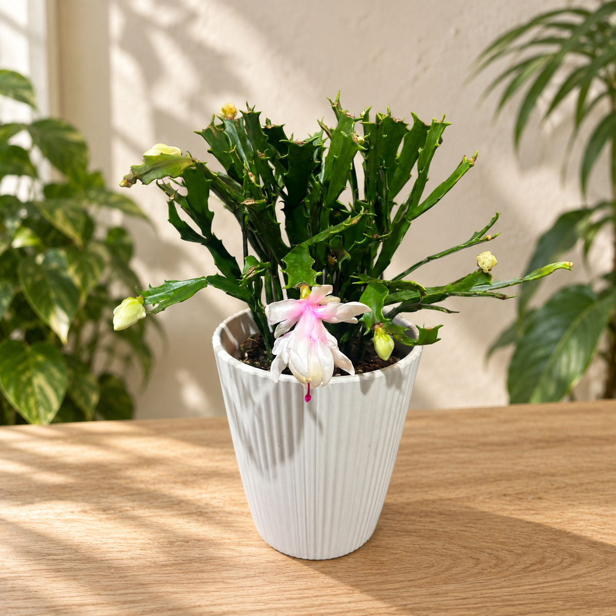 Schlumbergera 'Thor Wild Cactus White'