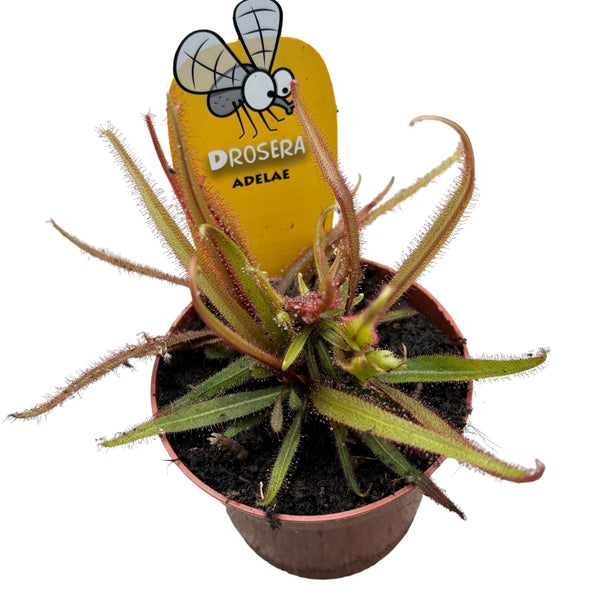 Drosera Adelae (Tau des Himmels)