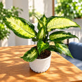 Dieffenbachia 'Camilla'