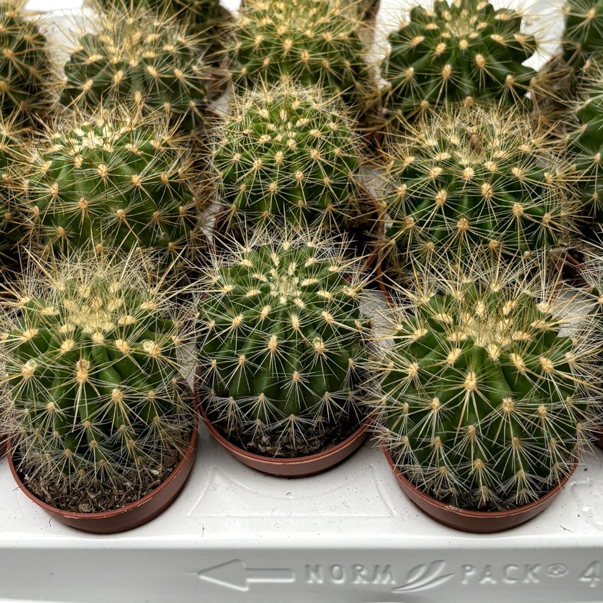 Weingartia Neocumingii