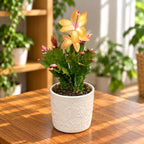 Χριστουγεννιάτικο κάκτο - Schlumbergera ‘Gold Charm’
