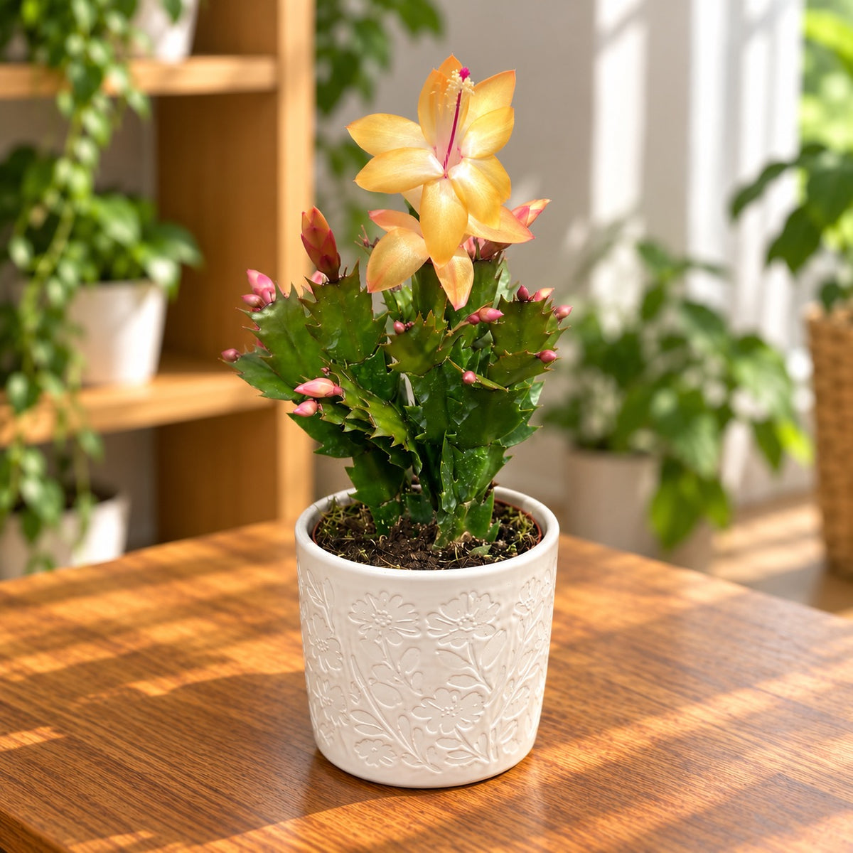 Χριστουγεννιάτικο κάκτο - Schlumbergera ‘Gold Charm’