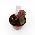 Begonia Black Mountain