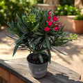 Rdeči oleander - (Nerium Olander) 2 rastlini/v loncu - primerki XL