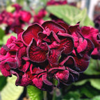 Streptocarpus 'The Ultimate Beauty' - flori duble