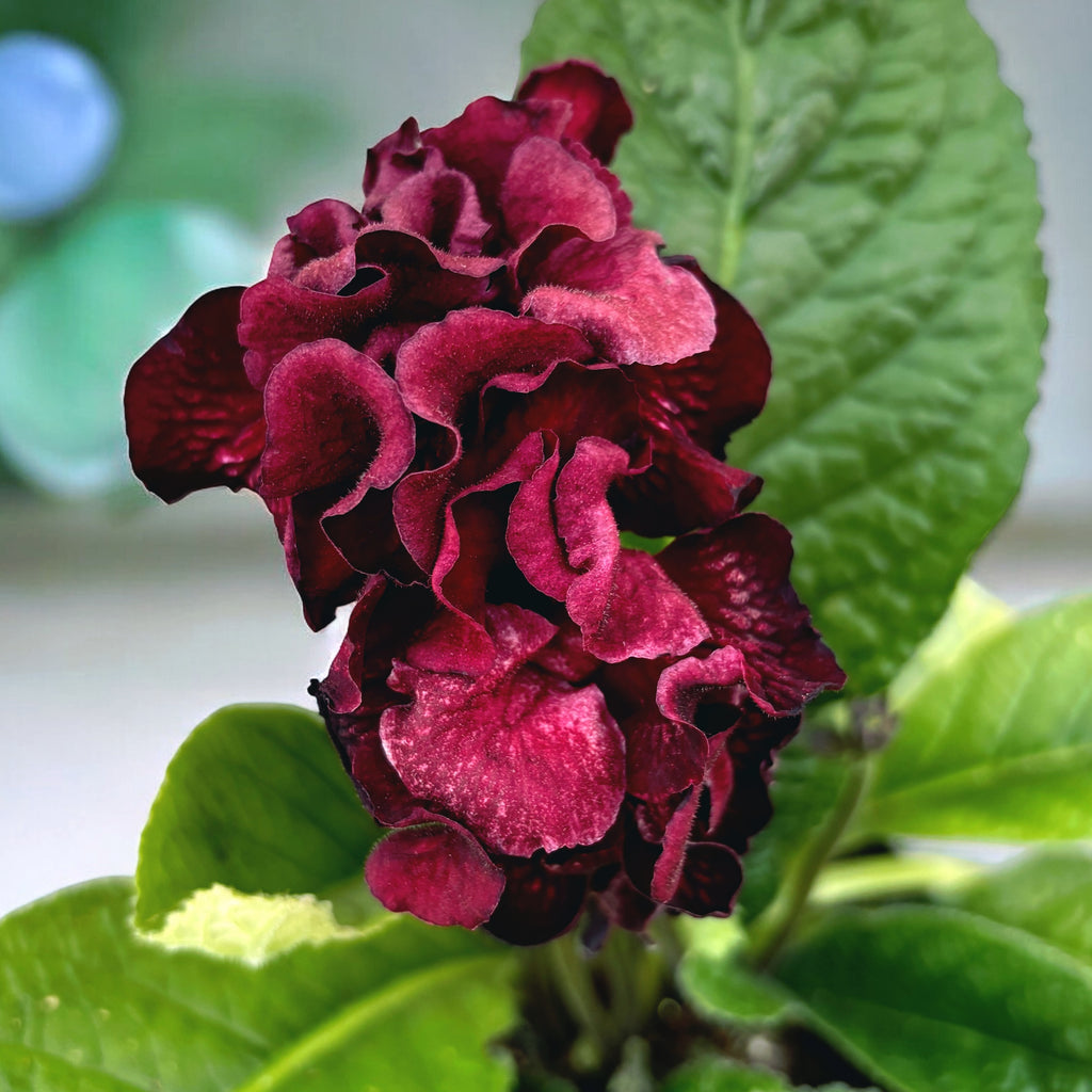 Streptocarpus 'The Ultimate Beauty' - flori duble