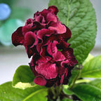 Streptocarpus 'The Ultimate Beauty' - flori duble