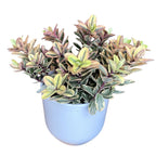 Hebe variegata 'Tricolor' - Golden Tree (Evergreen)