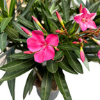 Rdeči oleander - (Nerium Olander) 2 rastlini/v loncu - primerki XL