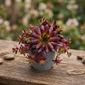 Sempervivum ‘Tirzii’ - urechelnita de gradina cu rozete compacte