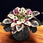 Saintpaulia Joy rózsaszín aurája