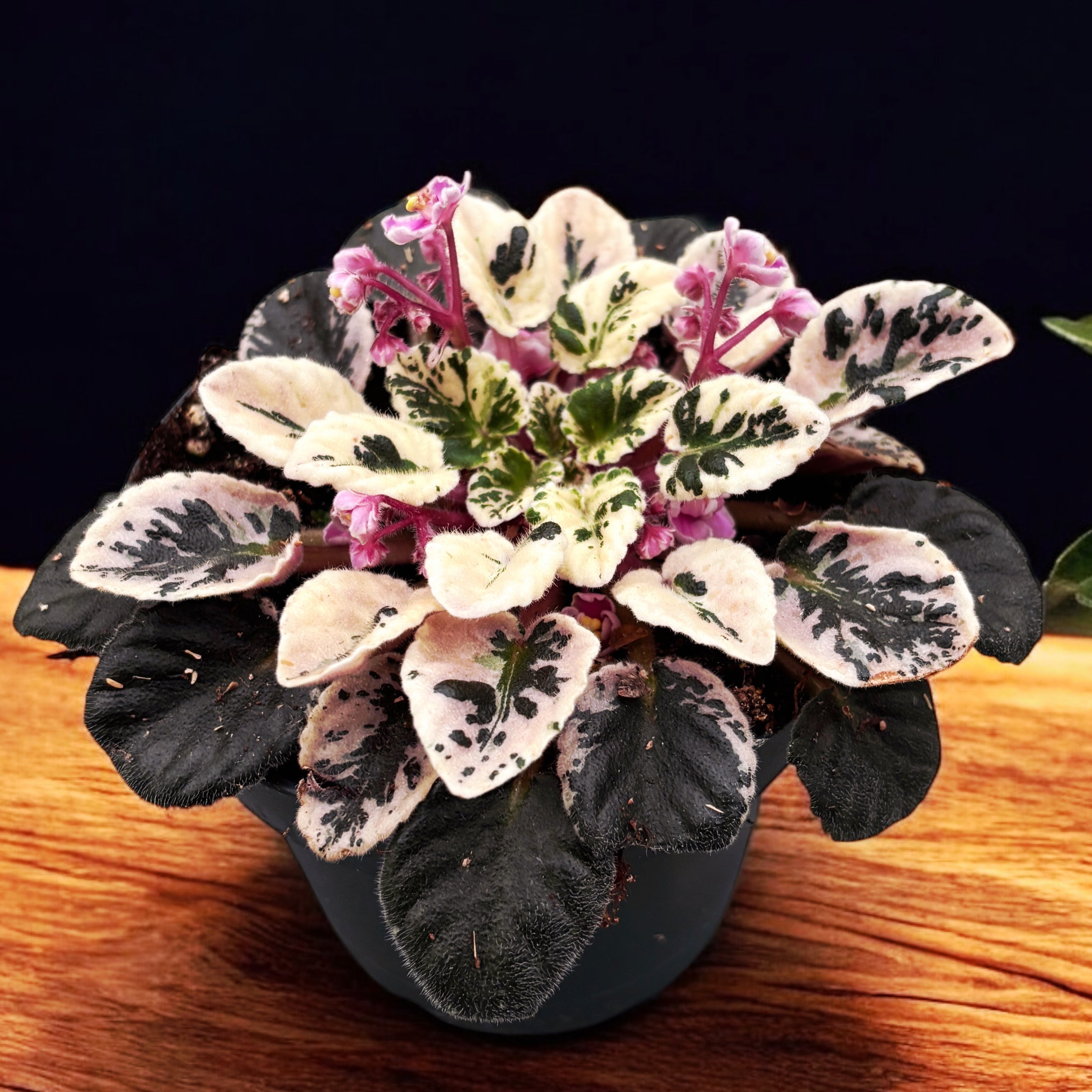 Saintpaulia Joy's Pink Halo