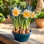 Narcissus ‘Sweet Desire’ - narcisa cu floarea dubla