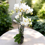 Phalaenopsis – exemplare impresionante cu Keiki
