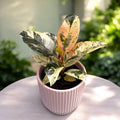 Ficus elastica 'Shivereana' ('Moonshine', 'Variegata') - éclat unique et panachure spectaculaire