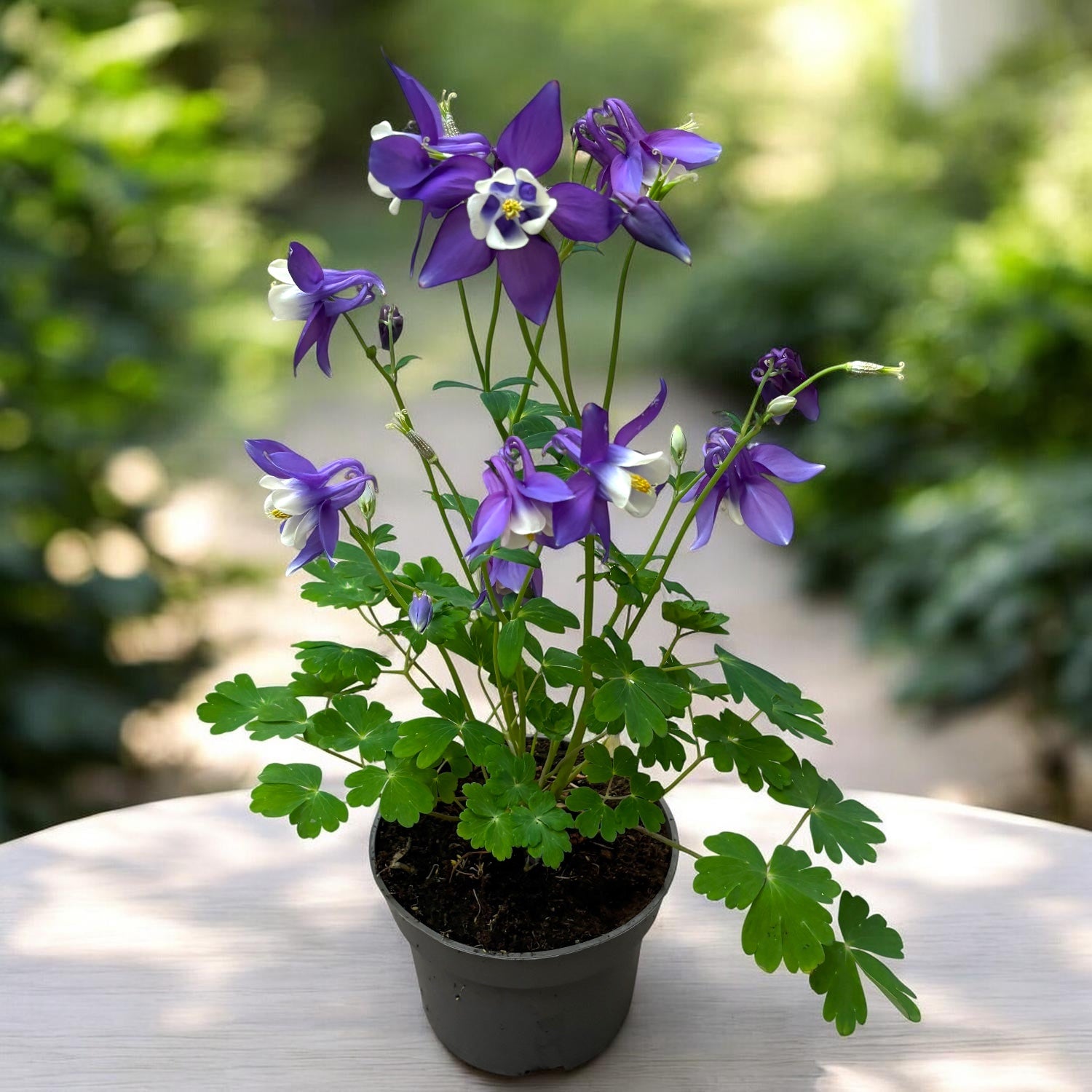 Aquilegia caerulea Purple (caldarusa de munte mov)