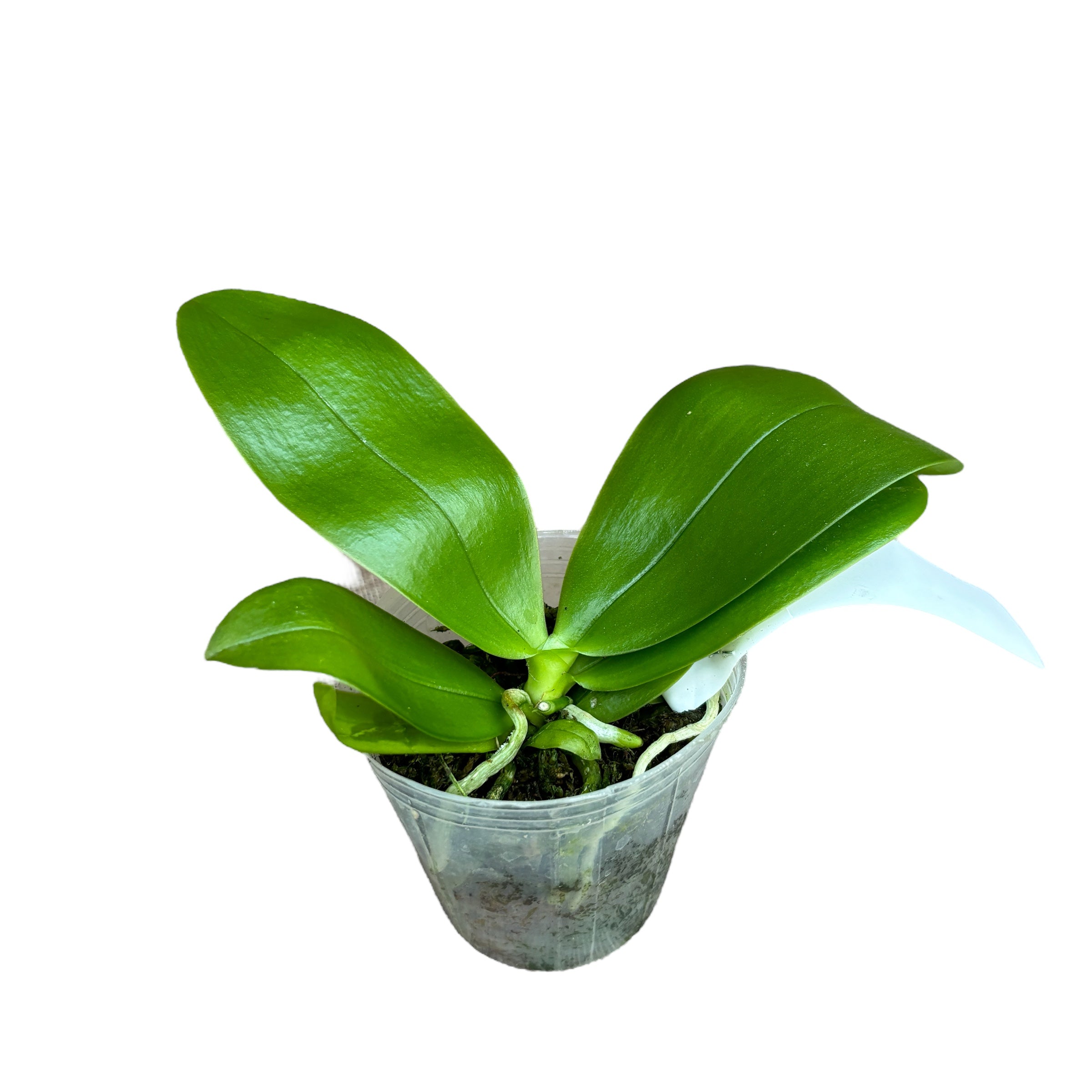 Phalaenopsis violacea var. coerulea - intensiv duftende Blüten