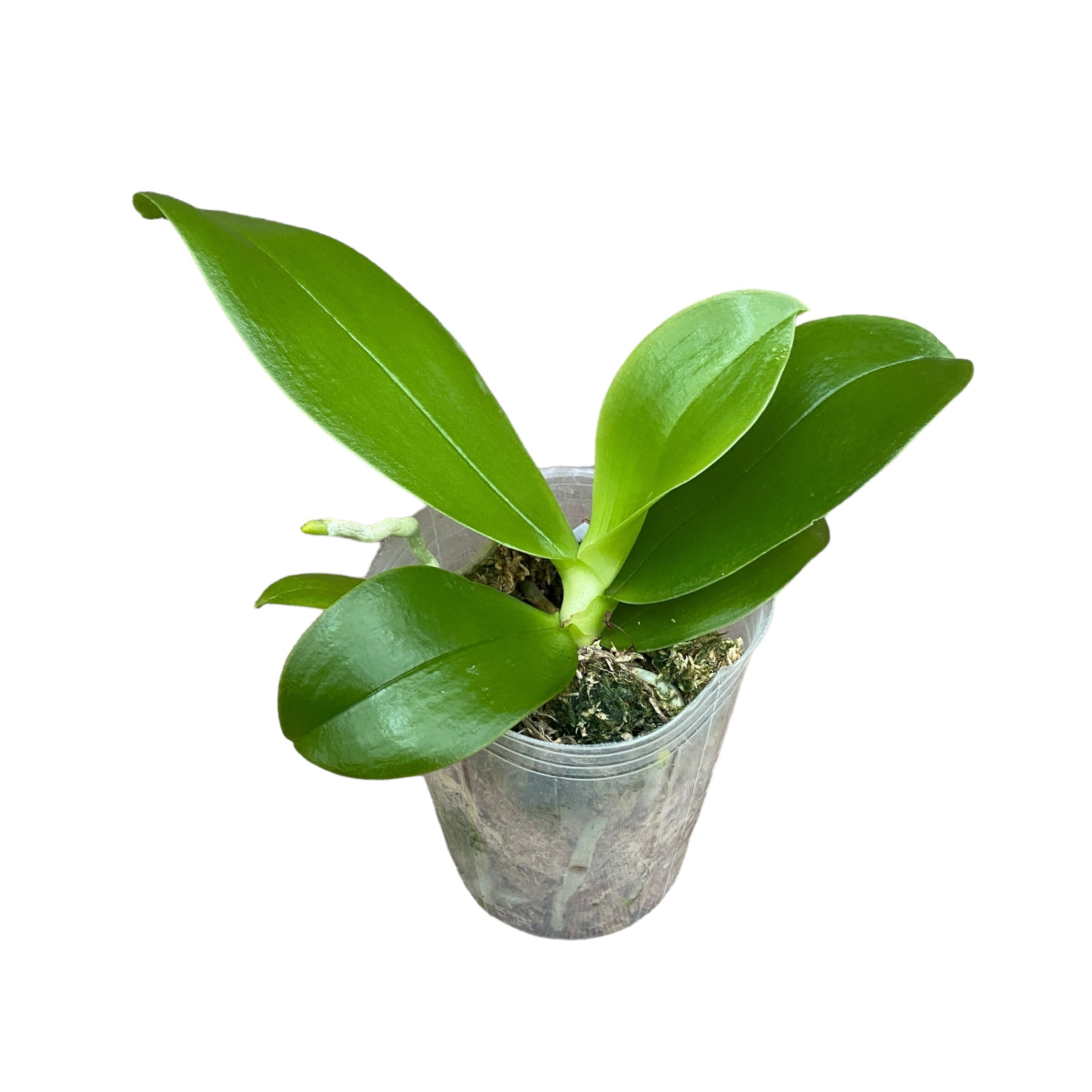 Phalaenopsis violacea var. coerulea - intensiv duftende Blüten