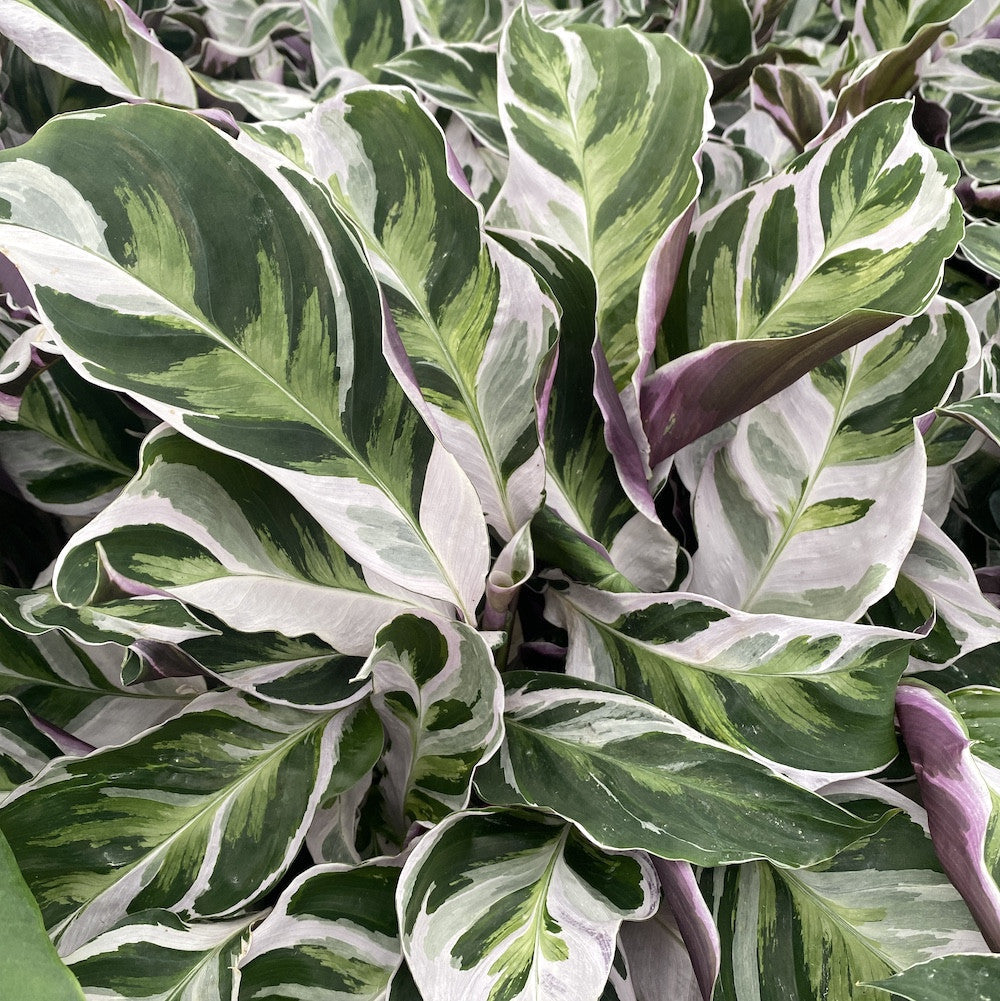 Calathea 'White Fusion'