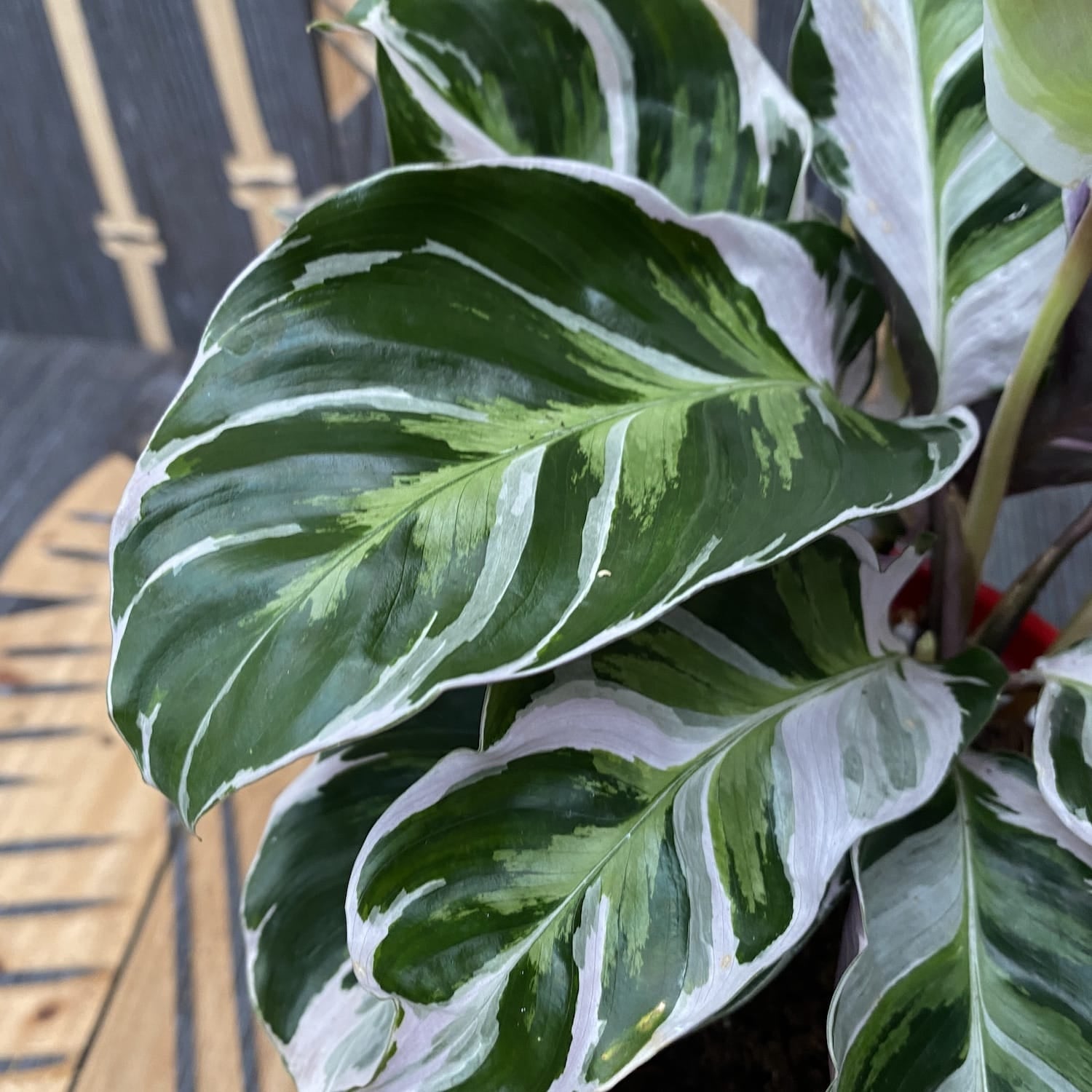 Calathea 'White Fusion'