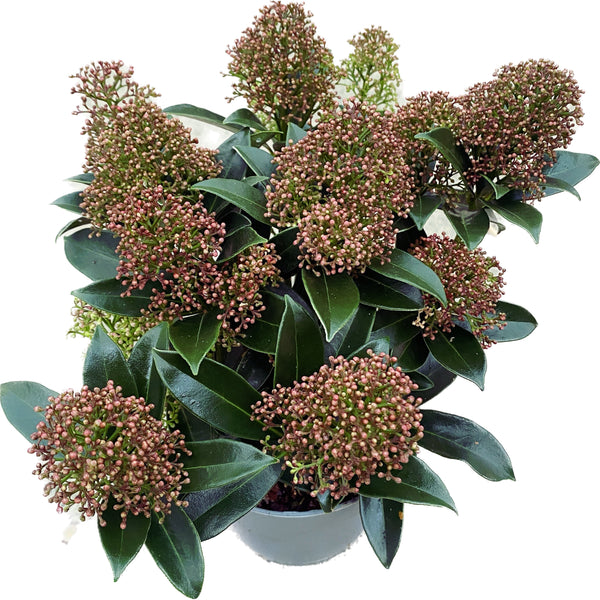 Skimmia Japonica 'Marlot' (Japanese Lilac) 3pp - fragrant flowers