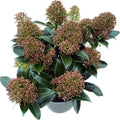 Skimmia Japonica ‘Marlot’ (Azalea japonesa) 3pp - flores perfumadas