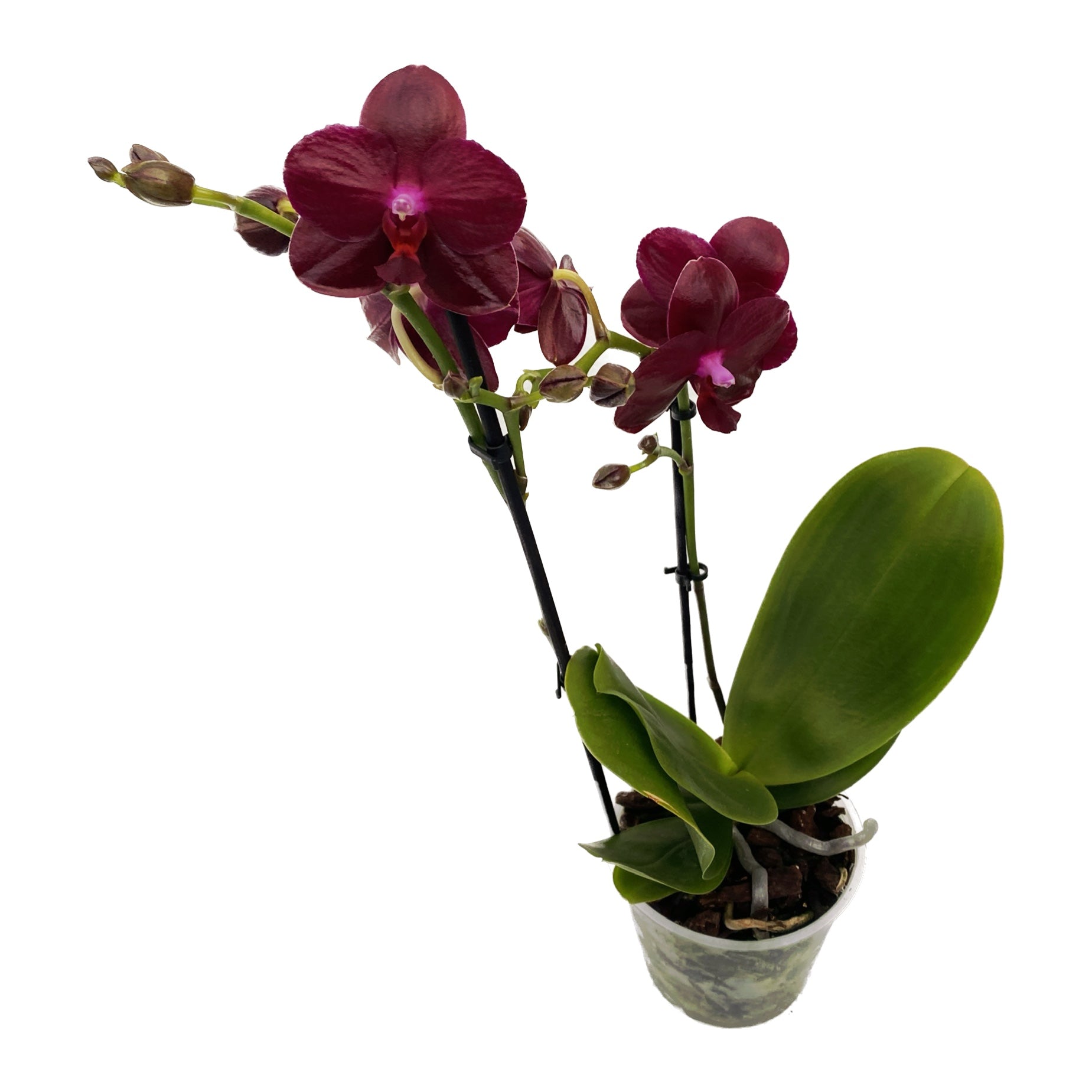 Phalaenopsis Sogo Relex - flori cerate parfumate (NL)