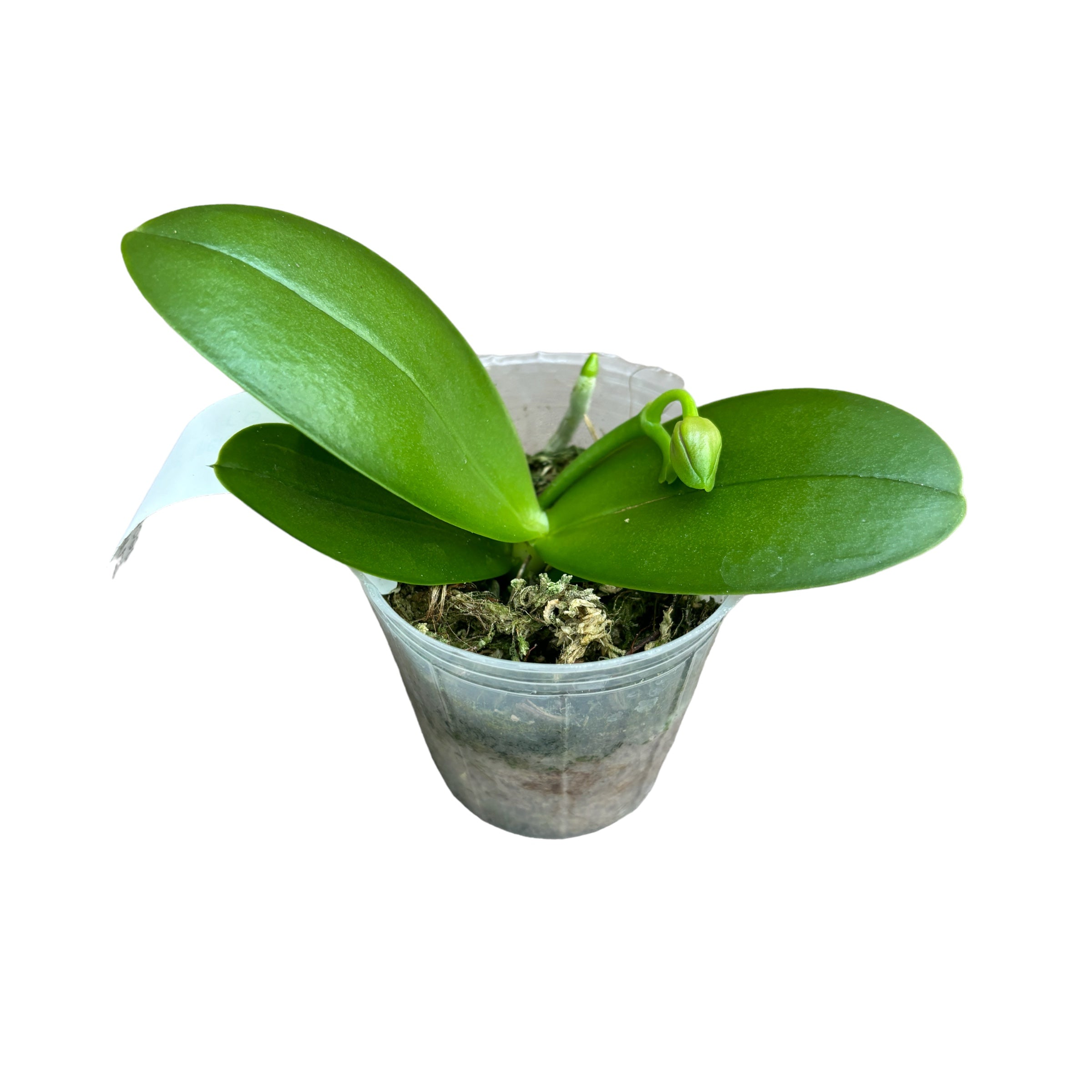 Phalaenopsis Vio Vio 'Cat Face' (pelorisk) - intensivt doftande